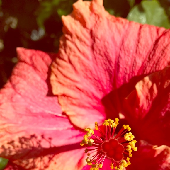 Meet your Posher, Natalie - Picture 1 of 1